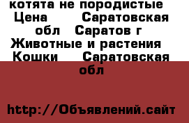 котята не породистые › Цена ­ 1 - Саратовская обл., Саратов г. Животные и растения » Кошки   . Саратовская обл.